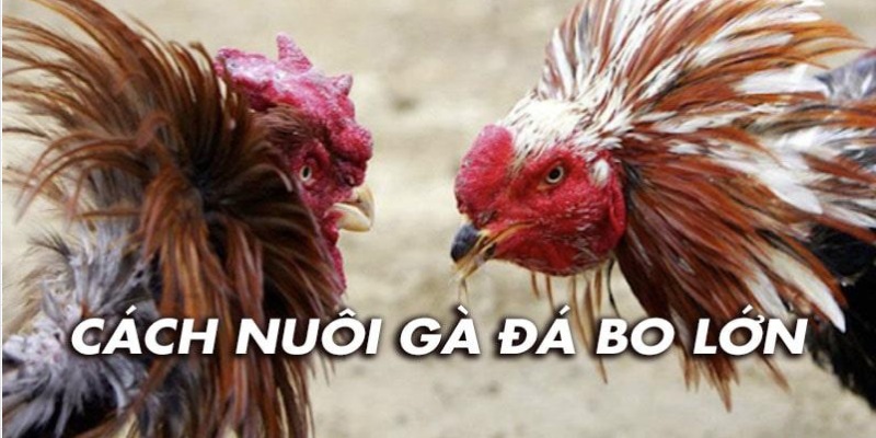 Kinh nghiệm và cách nuôi gà đá bo rất quan trọng