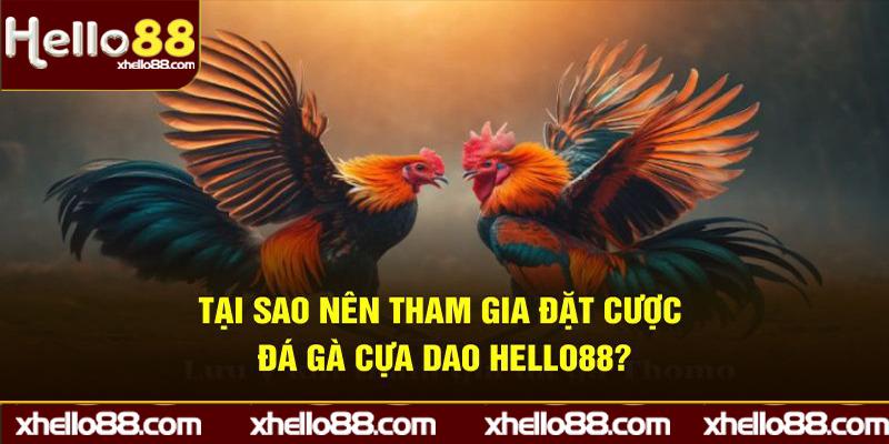 Tại sao nên tham gia đặt cược đá gà cựa dao Hello88?