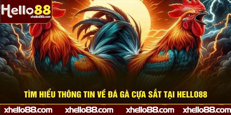 Thông tin về đá gà cựa sắt Hello88